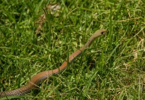 Summer Dangers - Brown Snake