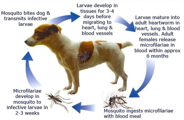 Don’t let mosquitoes ruin your dog’s summer!