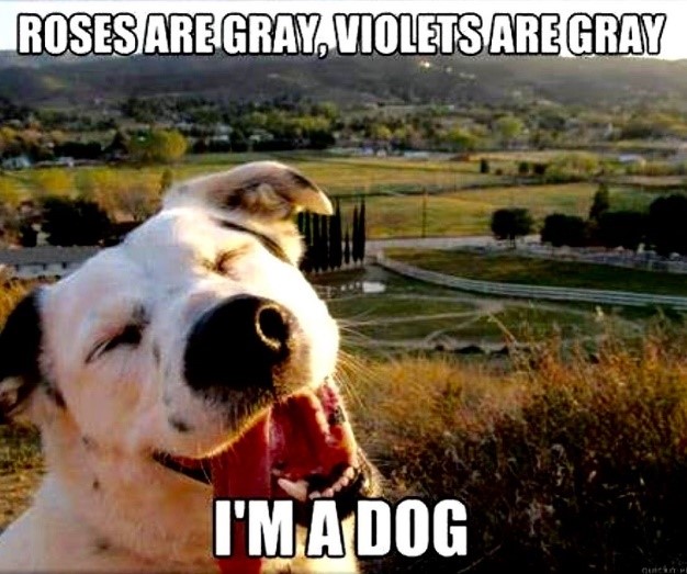 Roses are gray, violets are gray, I'm a dog