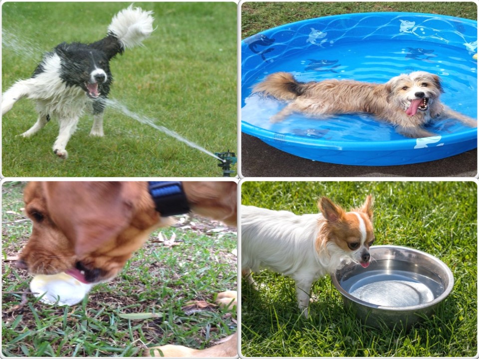 Top 5 tips to keeping your pooch cool this summer